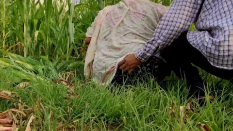 Poor Girl getting Fucked while cutting fodder in the fields.